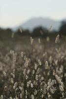 Dogtail grass in the wind photo