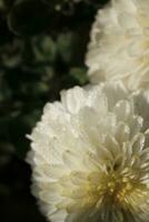 White chrysanthemums covered with dewdrops photo