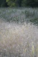 reeds and grass in the wind photo
