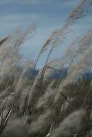 cañas en el nieve y viento foto