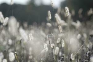 Dogtail grass in the wind photo