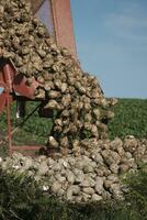 Agricultural truck unloading beetroot for sugar production photo