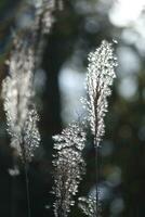 moss covered with snow in the wind photo