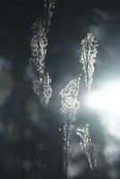 moss covered with snow in the wind photo