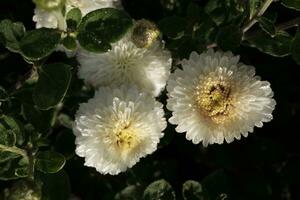 White chrysanthemums covered with dewdrops photo