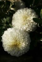 White chrysanthemums covered with dewdrops photo