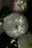 White chrysanthemums covered with dewdrops photo