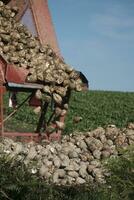 Agricultural truck unloading beetroot for sugar production photo