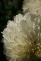 blanco crisantemos cubierto con gotas de rocío foto