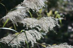 moss covered with snow in the wind photo