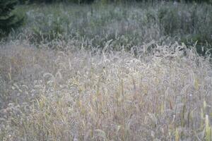 reeds and grass in the wind photo