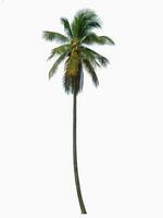 One coconut tree isolated on white background. photo