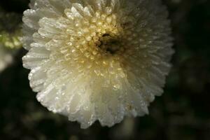 blanco crisantemos cubierto con gotas de rocío foto