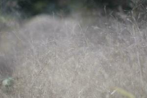Muhlenbergia capillaris in the wind in winter photo