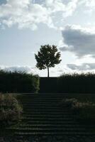 landscape with a tree in the field photo