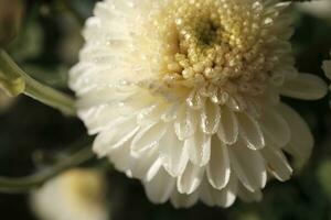 White chrysanthemums covered with dewdrops photo