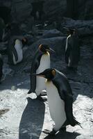 Rey pingüino en polar regiones foto