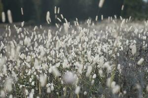 Dogtail grass in the wind photo