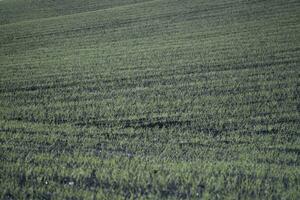 lavanda campo en región foto