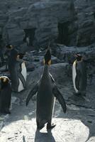 king penguin in polar regions photo