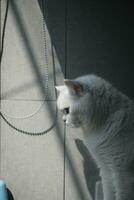 portrait of cat in the window photo