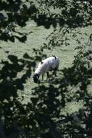 sheep in the farm and water photo