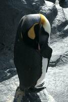 king penguin in polar regions photo