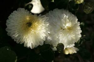 White chrysanthemums covered with dewdrops photo