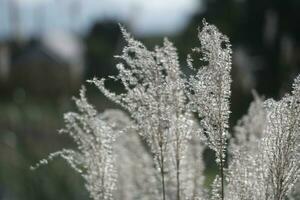 moss covered with snow in the wind photo