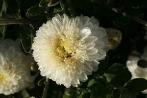 blanco crisantemos cubierto con gotas de rocío foto
