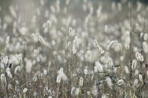 Dogtail grass in the wind photo