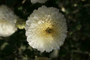 White chrysanthemums covered with dewdrops photo