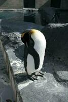 king penguin in polar regions photo