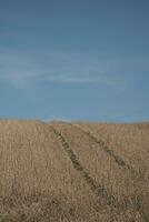 plowed field in the morning photo