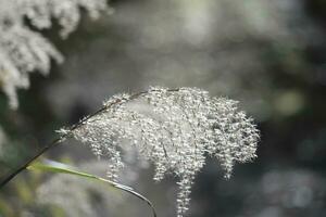 moss covered with snow in the wind photo