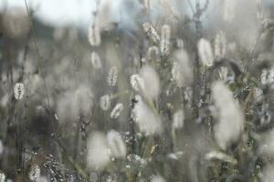 Dogtail grass in the wind photo