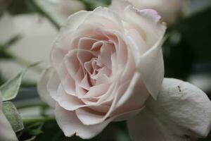 pink rose in the garden photo