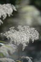 moss covered with snow in the wind photo