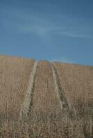 plowed field in the morning photo