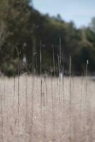 muhlenbergia capilaris en el viento en invierno foto