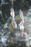 moss covered with snow in the wind photo