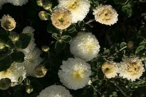 White chrysanthemums covered with dewdrops photo