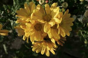 White chrysanthemums covered with dewdrops photo