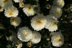 White chrysanthemums covered with dewdrops photo
