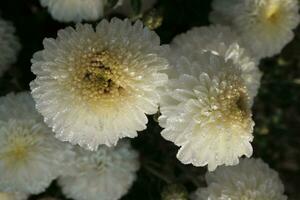 White chrysanthemums covered with dewdrops photo