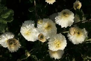 White chrysanthemums covered with dewdrops photo