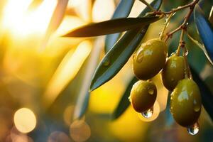 Green olives on olive tree branch at sunset. Generative AI photo