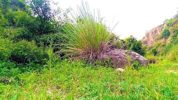 naturaleza césped y arboles cerca corrientes foto