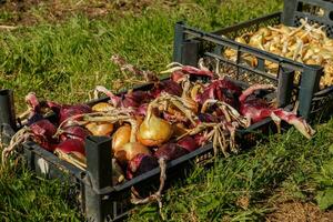 onions in a black plastic box on the grass. photo