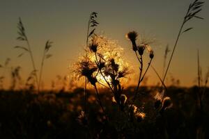 Wild grass in nature on a sunset background photo